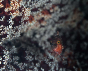 Wrasse by James Deverich 
